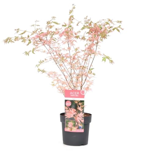 Plant In A Box - Ao Giapponese 'Taylor' - Pokon - Palmatum Resistente - A In Edizione Limitata - Vaso 19Cm - Altezza 50-60Cm