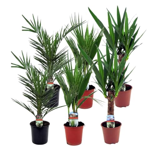 Plant In A Box - Miscela Di Palme Per Interni - Miscela Di 6 - Pokon - Washingtonia - Yucca - Phoenix - Vaso 14Cm - Altezza 50-70Cm