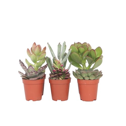Plant In A Box - Miscela Di Mini Succulente - Miscela Di 6 Pezzi Di Succulente - Piante Vere - Decorative E Facili Da Curare - Vaso 5,5Cm - Altezza 5-