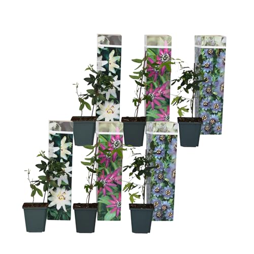 Plant In A Box - Passiflora - Mix Di 6 - Frutto Della Passione - Rampicante - Vaso 9Cm - Altezza 25-40Cm