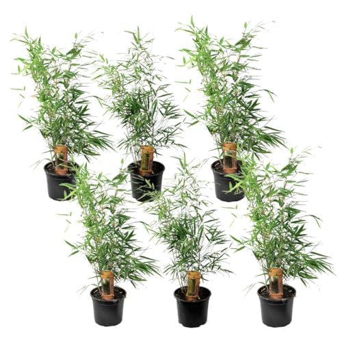 Plant In A Box - Fargesia Rufa Bamboo - Pokon - Set Di 6 - Non Strisciante - Vaso 13Cm - Altezza 25-40Cm