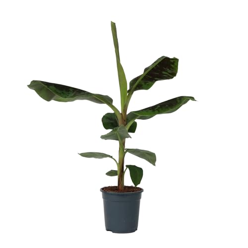 Plant In A Box - Musa 'Dwarf Cavendish' - Pianta Da Appartamento - Pianta Di Banano - Vaso 21Cm - Altezza 90-100Cm