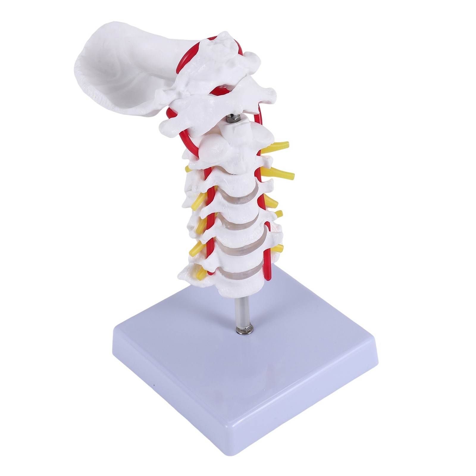 Vertebra cervicale Arteria Spina Nervi spinali Modello anatomico Anatomia p3785