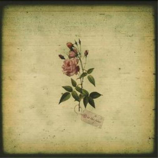 In The Pines In the Pines (CD) Album
