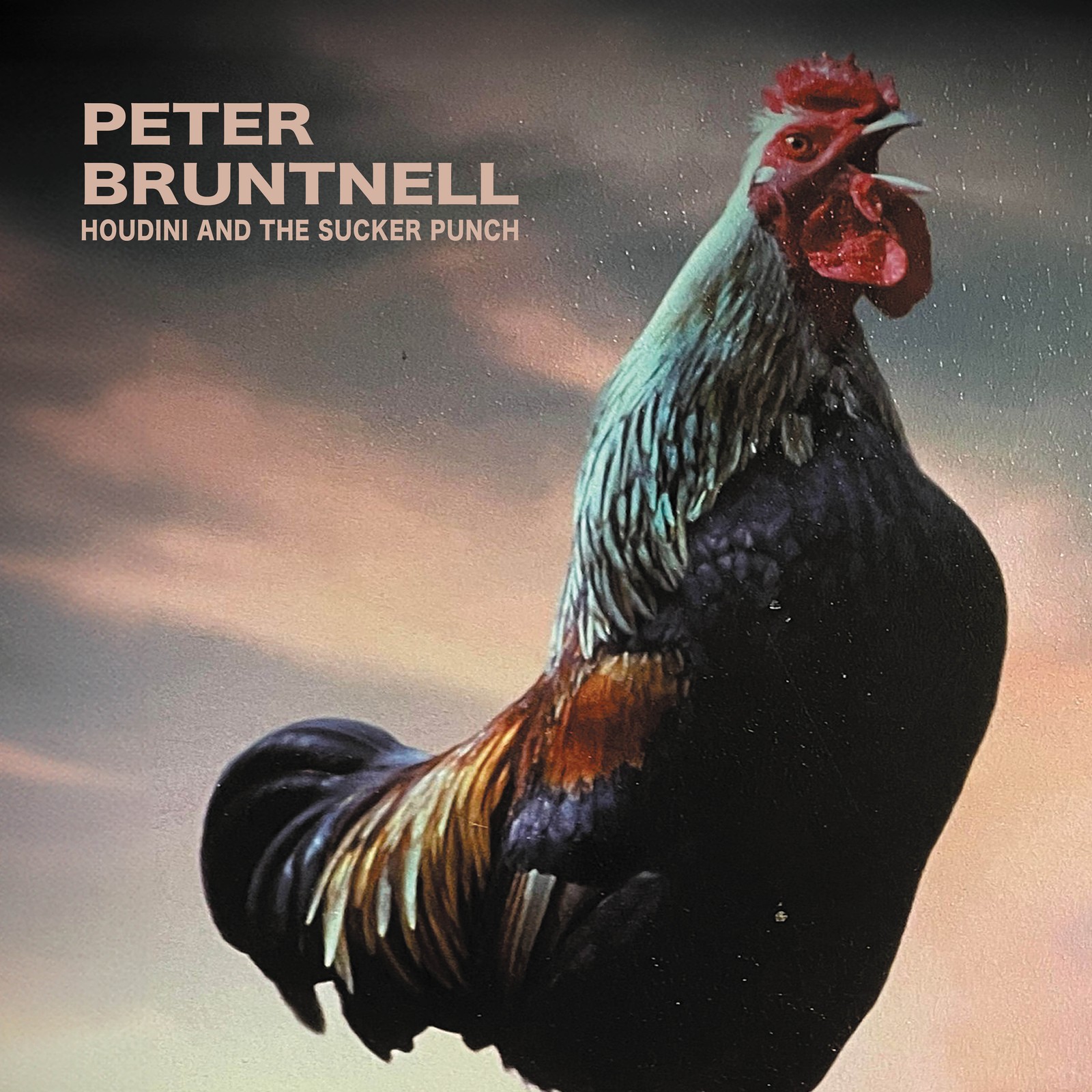 Peter Bruntnell Houdini and the Sucker Punch (Vinyl LP) 12" Album