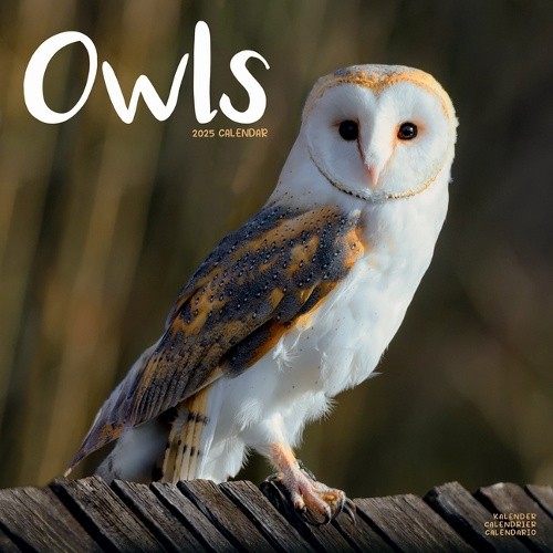 Owls Calendar 2025 Square Birds Wall Calendar - 16 Month [Calendar]