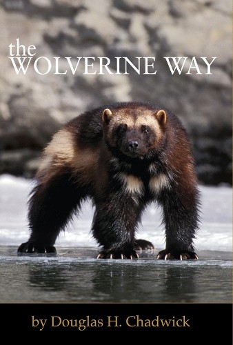 Douglas H. Chadwick The Wolverine Way (Tascabile)