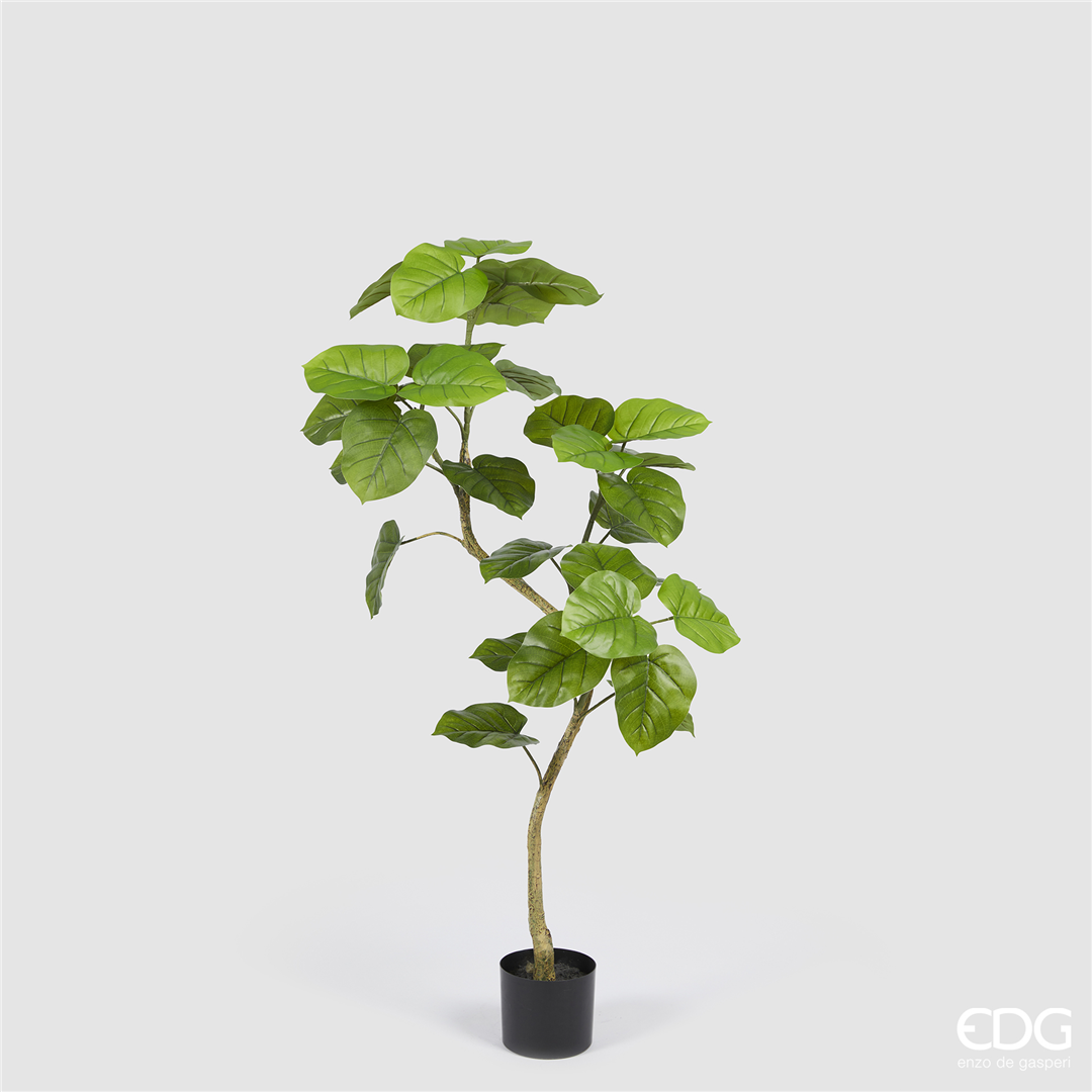 Ficus Umbrellata Con Vaso H120cm  | Edg - Enzo De Gasperi