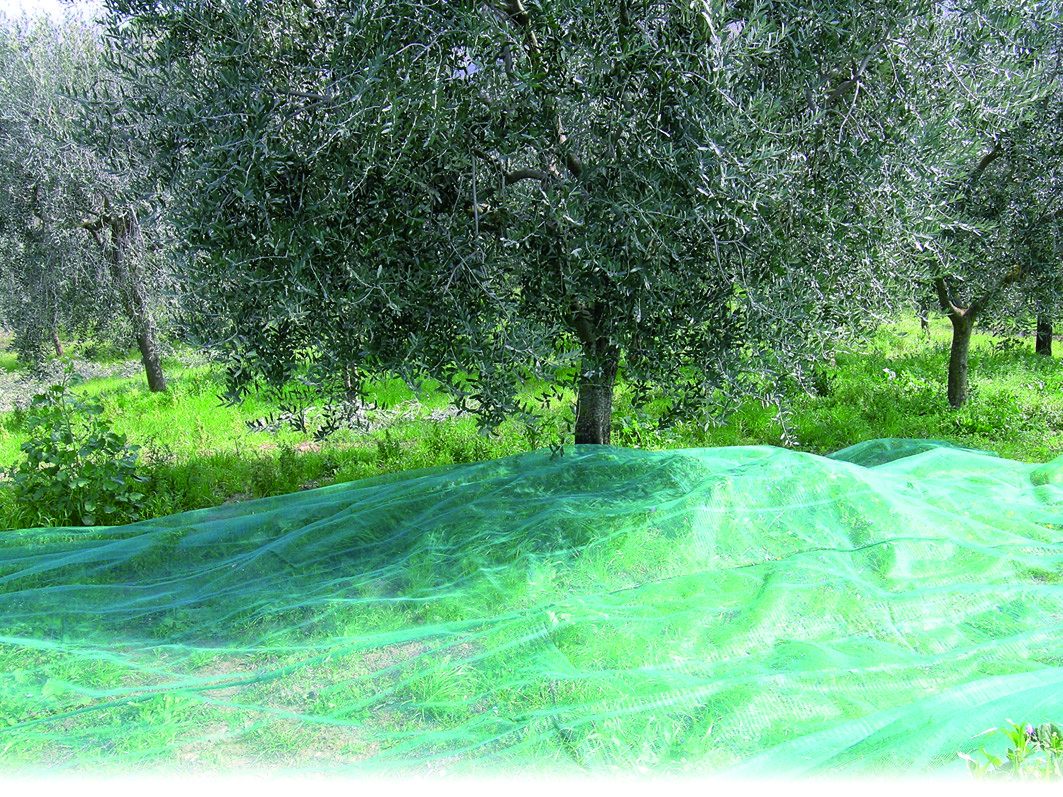 Confine RETE PER OLIVE ANTISPINE rotolo mt. 5x100