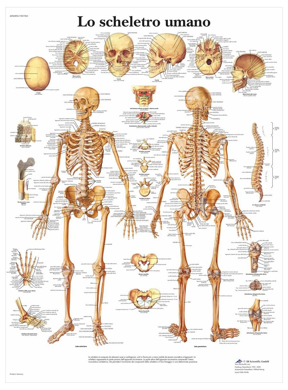 3B Scientific VR4113UU Lo Scheletro Umano ARpR