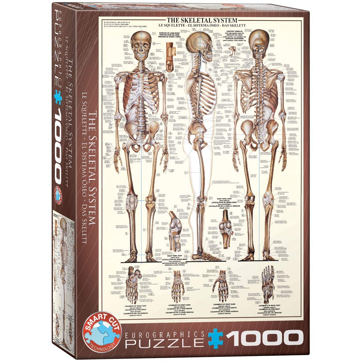 Eurographics- Skelett Puzzle, Multicolore, 6000-3970