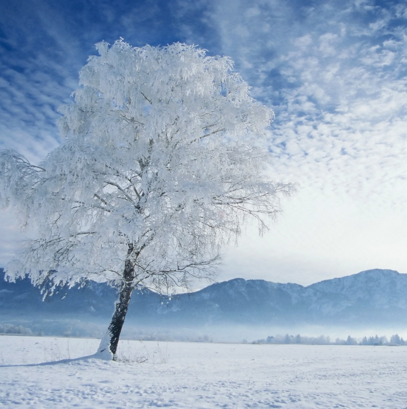 Winter Dvd Card (DVD)