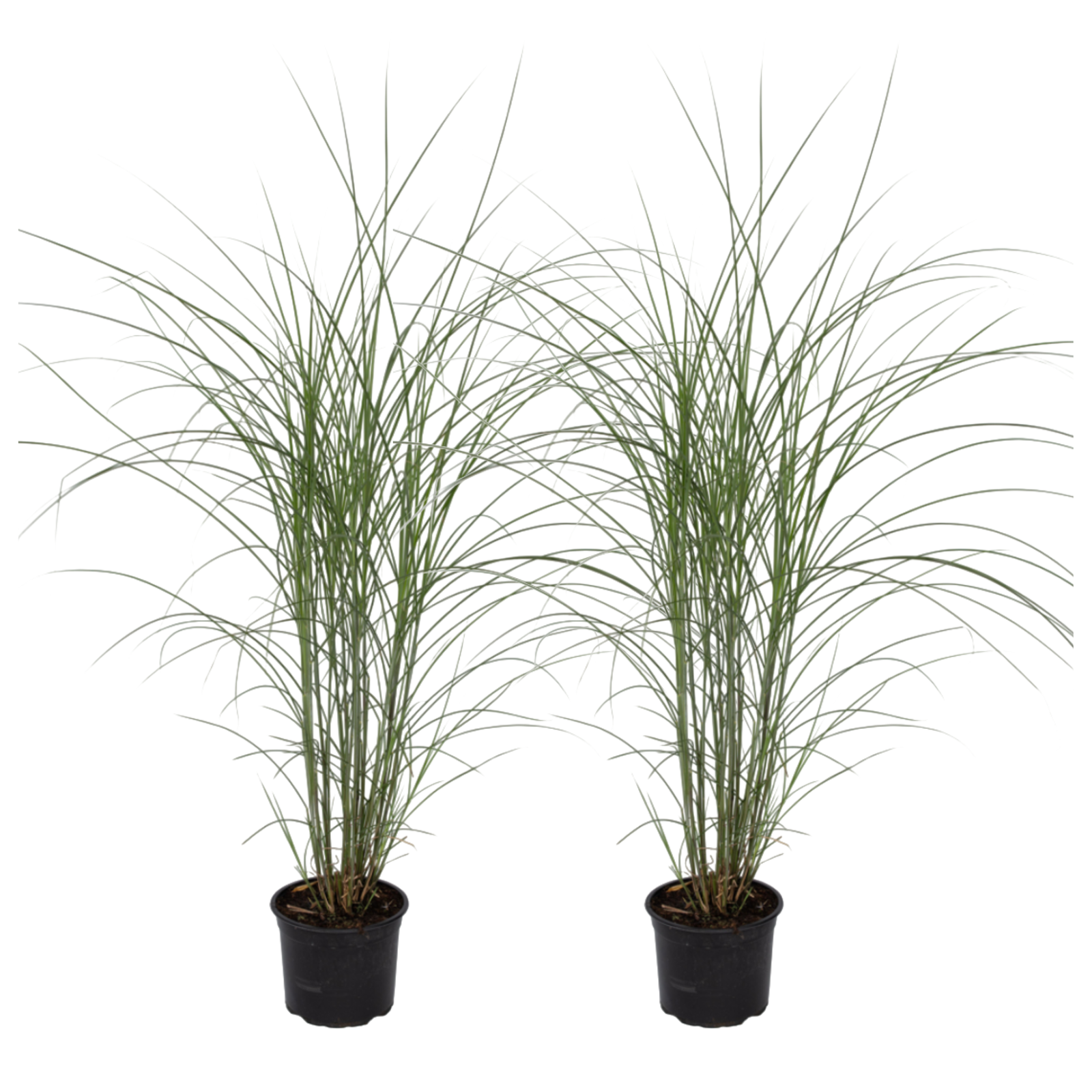 Miscanto - 2 Pezzi - Miscanthus sin. 'Kleine Silberspinne' - a20-30cm - ⌀23cm