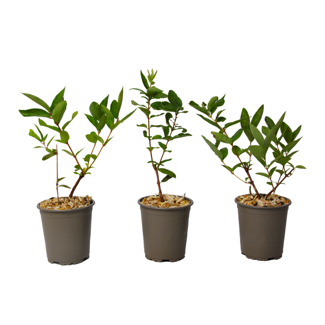 Mirtillo siberiano - 3 Pezzi - Lonicera kamtchatica - Altezza 25-40cm - ⌀9cm