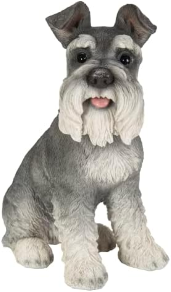 Vivid Arts (Schnauzer in miniatura Seduto