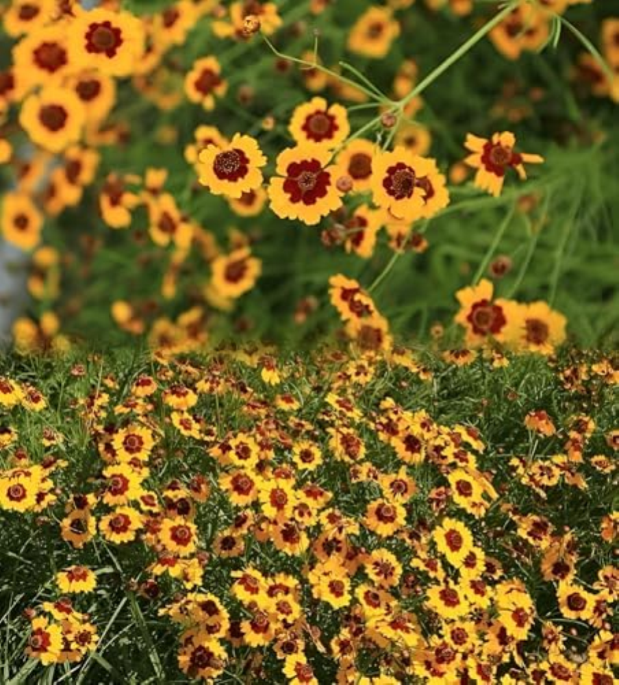 180 semi, Coreopsis Plains Tall Flower Seeds, Wildflower Seeds Edging Plants Fen