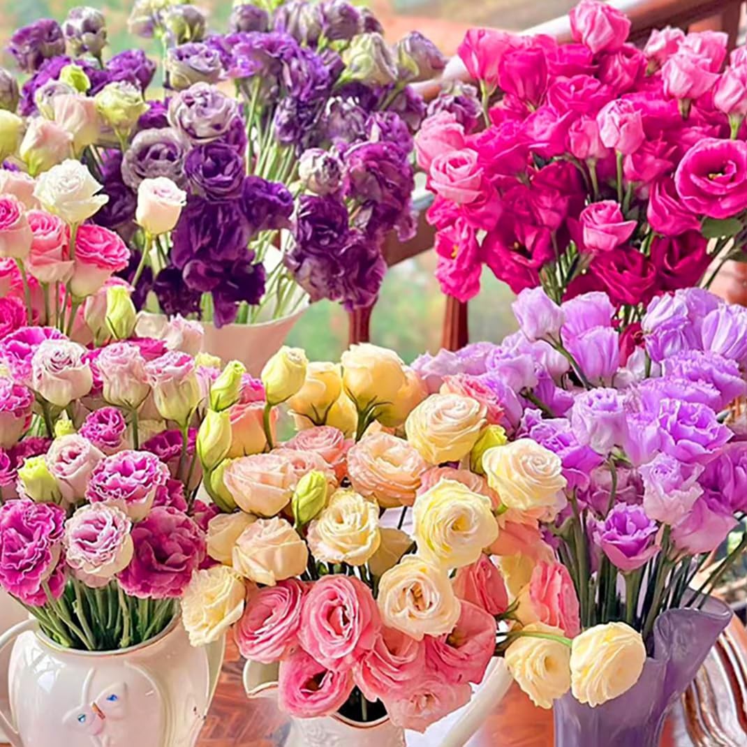 300 pezzi Samen Eustoma, Eustoma Grandiflorum Samen, Mischung Eustoma (r2t)
