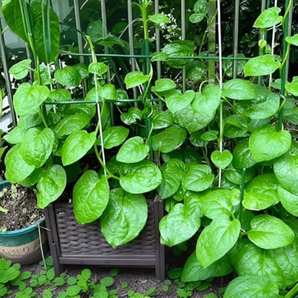 110 seeds, Green Creeping Malabar Climbing Spinach Leaf Vegetable Seeds Fast-Gro