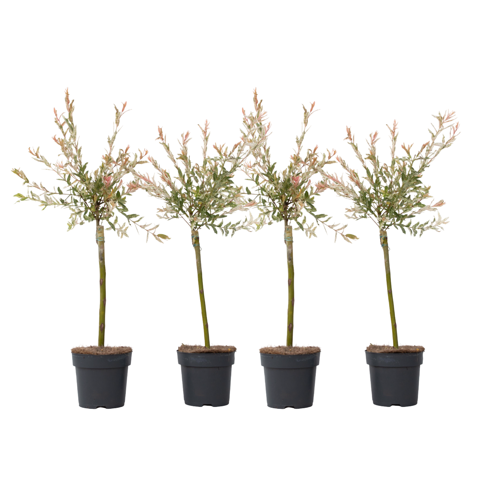 Salice - 4 Pezzi - Salix integra 'Flamingo' - Altezza 60-80cm - ⌀17cm