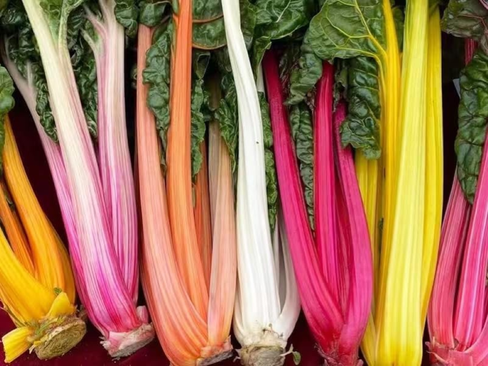 NO-GMO Green Seeds for Planting 100 Seeds, Rainbow Swiss Chard Seeds â€" Plant &