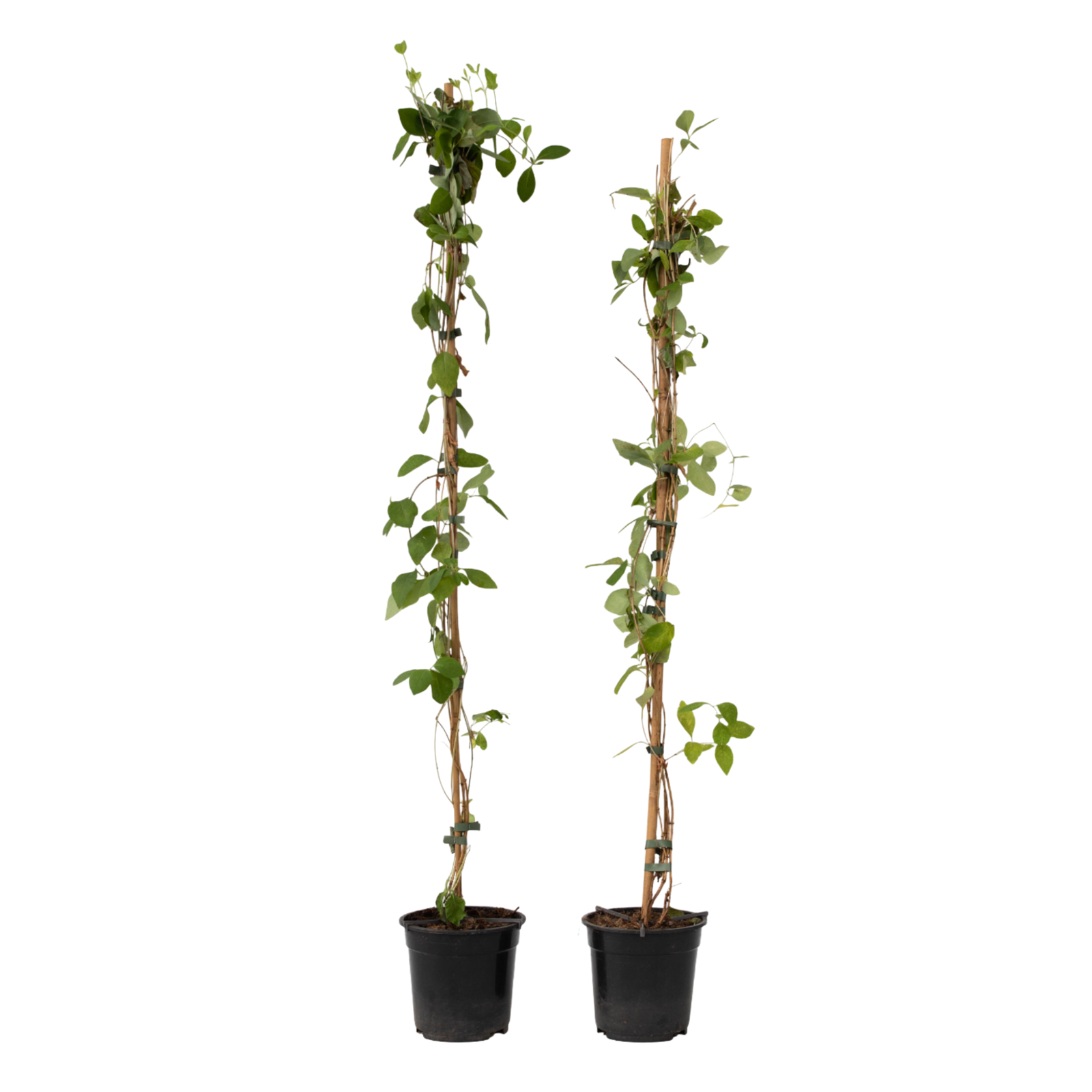 Caprifoglio - 2 Pezzi - Lonicera 'American Beauty' - Altezza 110-120cm - ⌀17cm