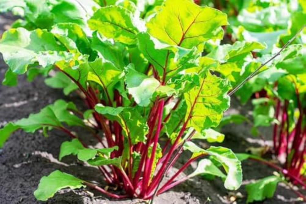 NO-GMO Green Seeds for Planting 100 Seeds, Red Swiss Chard Seeds â€" Plant & Gro