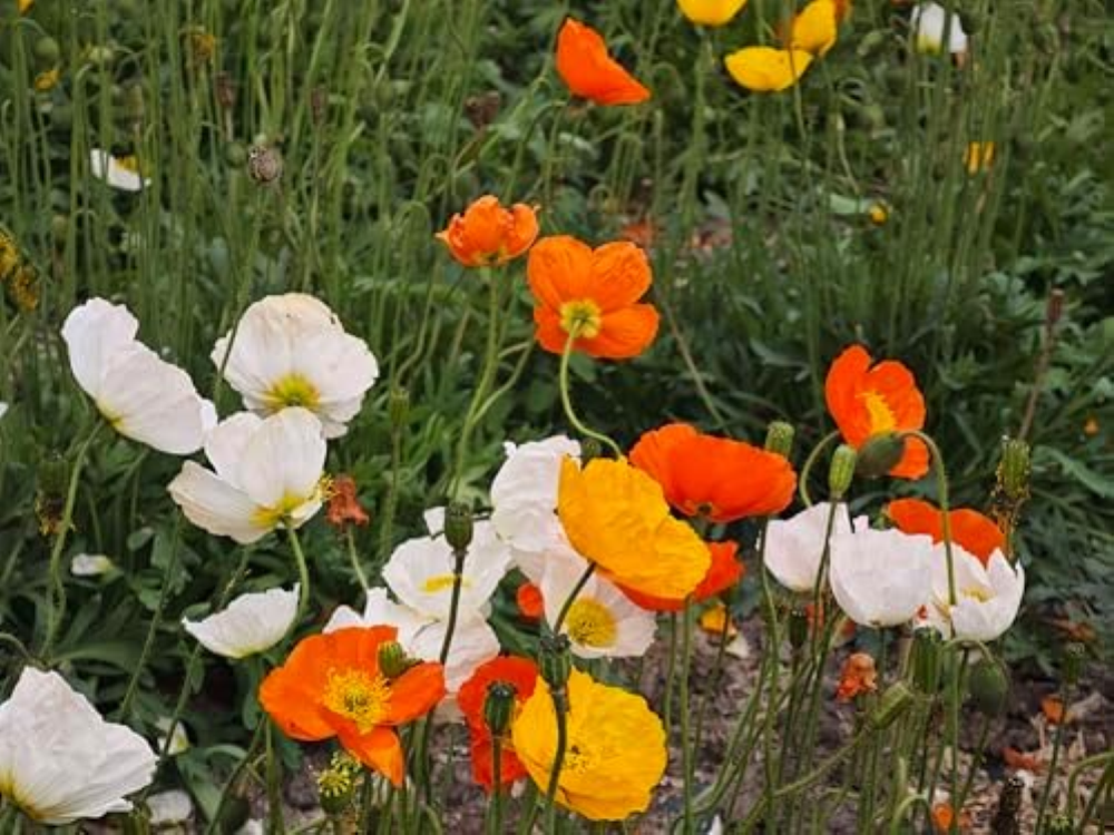 15.000 Seeds, Iceland Poppy Seeds Flower Mix, Perennial Flower Seeds Seeds