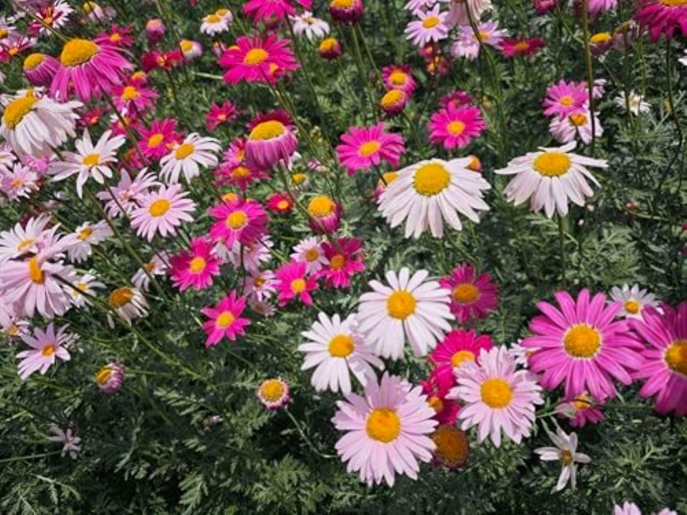 250 seeds, mix piretro perennial Flower Garden Seeds Seeds