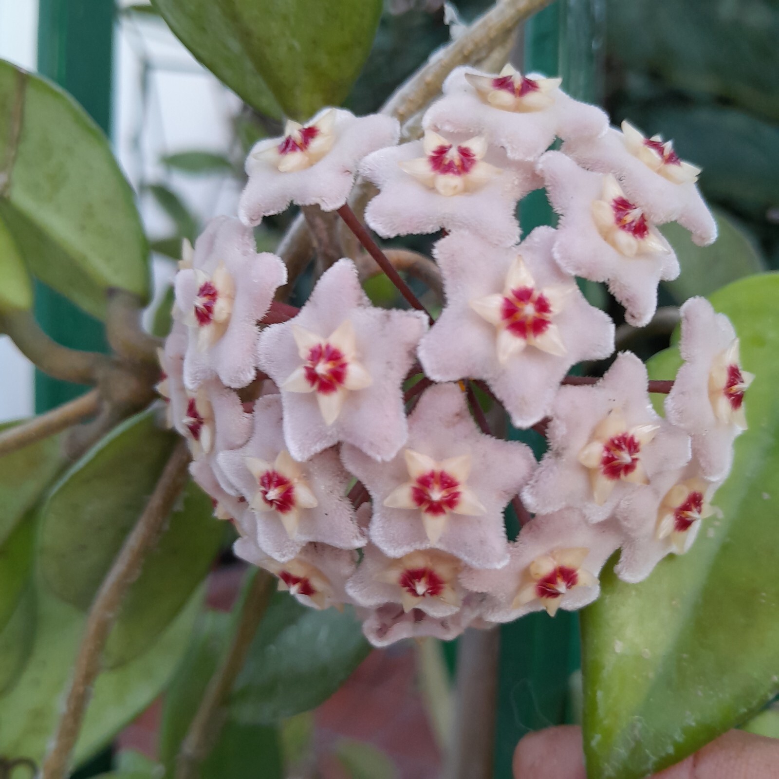 Hoya Krismon Queen- Pianta Hoya Krimson Queen In Vaso 7cm. Fioritura Garantita