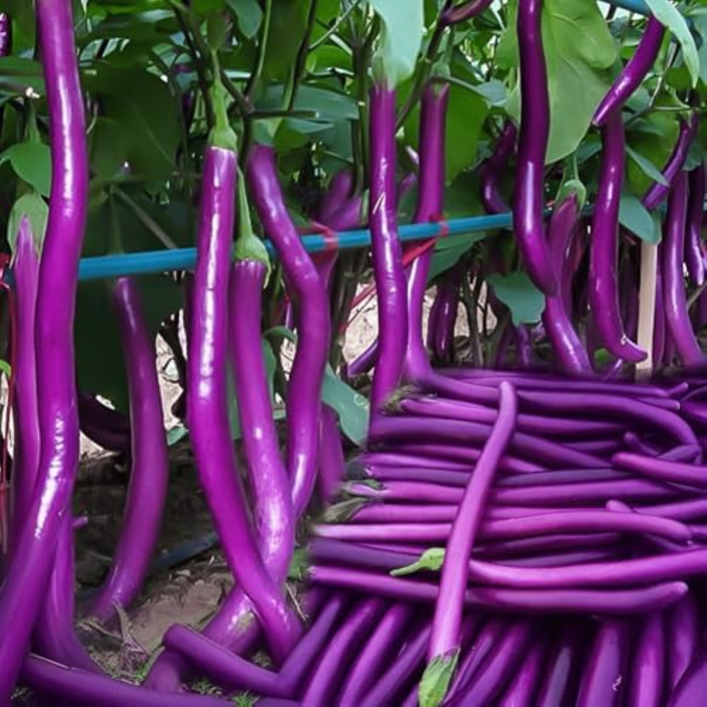 180 seeds, Long Purple Eggplant Seed High Yield Vegetable Seed for Planting Home