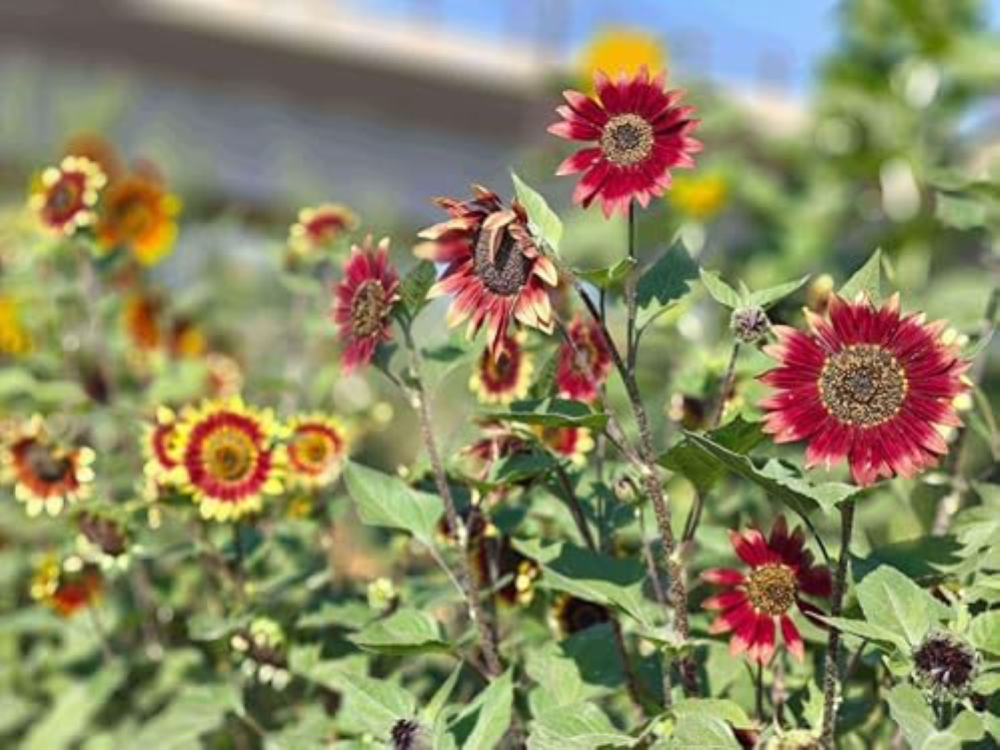 85 girasole Seeds to Plant â€" 56-67 pollici Tall with Multiple Bright Blooms Mi
