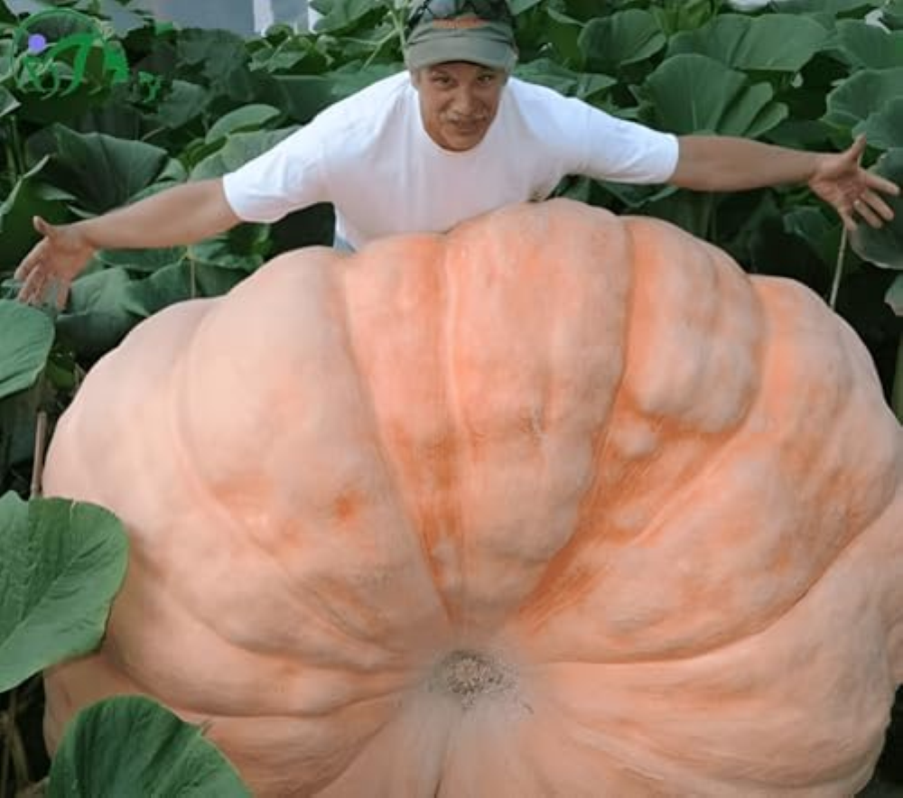18 semi, Giant Pumpkins, Big Max Pumpkin Seeds, Vegetable Gardening Seeds