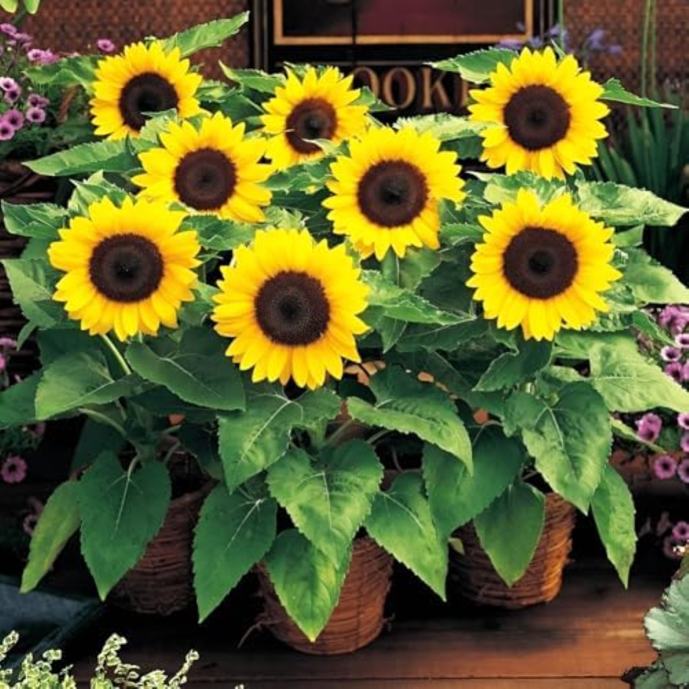 45 seeds, mini girasole Seeds Dwarf Sunflower Gardening Seeds