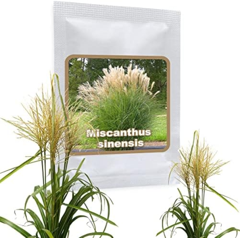 Erba di argento Gigante (Miscanthus sinensis) ca.150 semi - Splendida erba ornam