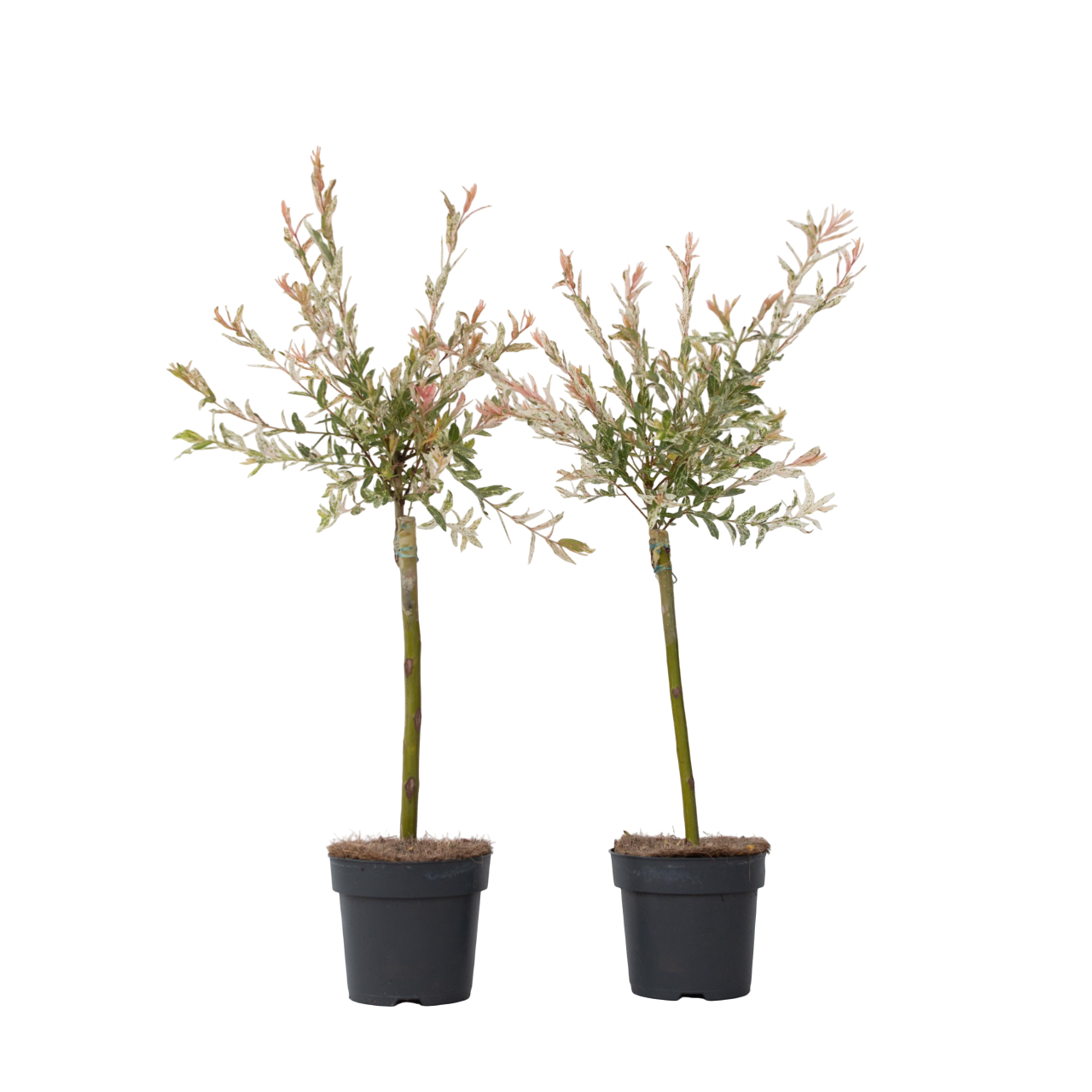 Salice - 2 Pezzi - Salix integra 'Flamingo' - Altezza 60-80cm - ⌀17cm