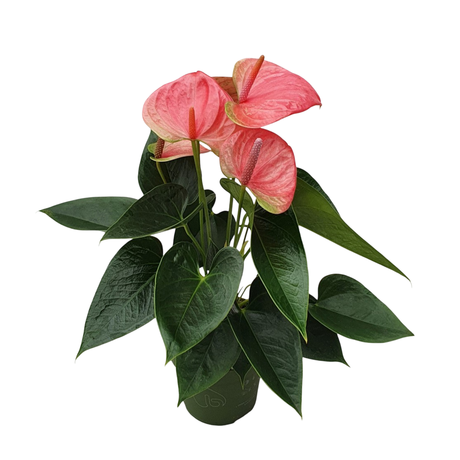 Anturio - Anthurium 'Sweet Dream' - Altezza 35-45cm - ø12cm