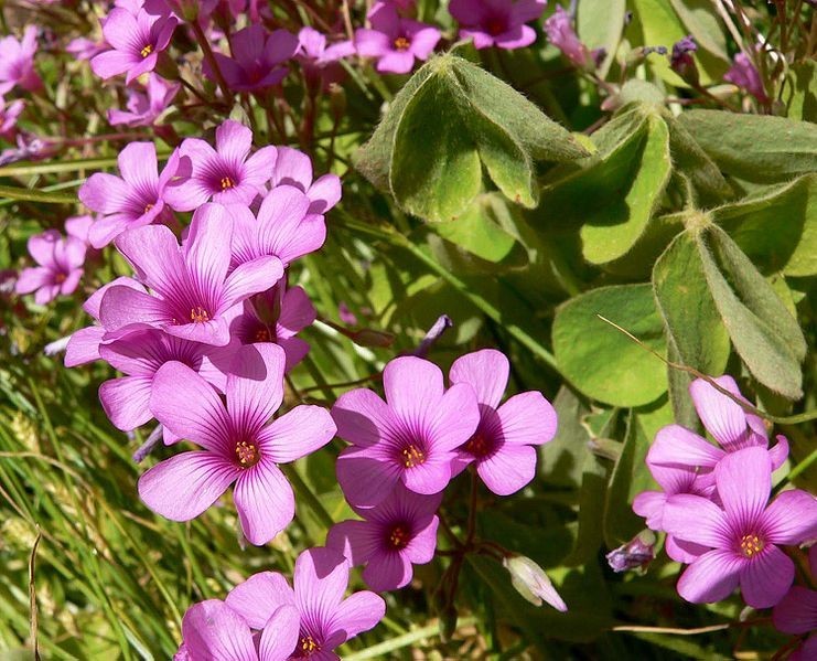 1 PIANTA DI OXALIS BRASILIENSIS ACETOSELLA BRASILIANA VASO 12CM PIANTE DA ESTER