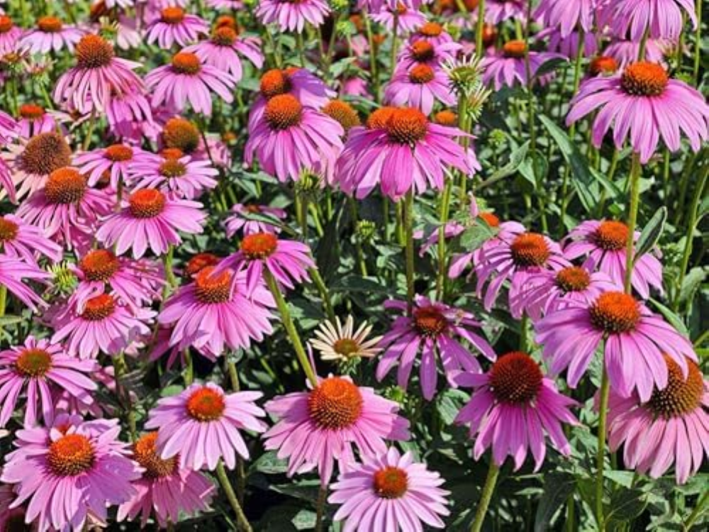 280 Seeds, Purple Coneflower Echinacea Wild Flower Seeds Perennial Wildflowers F