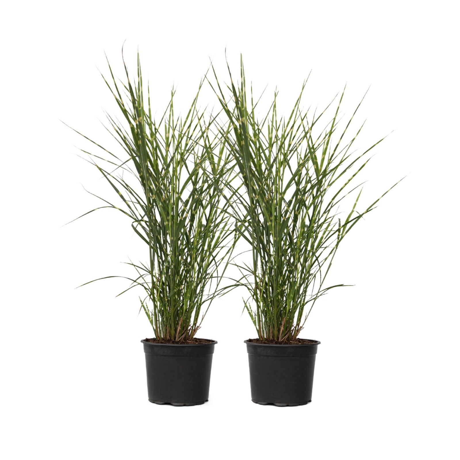 Miscanto - 2 Pezzi - Miscanthus sinensis 'Zebrinus' - Altezza 20-30cm - ⌀23cm