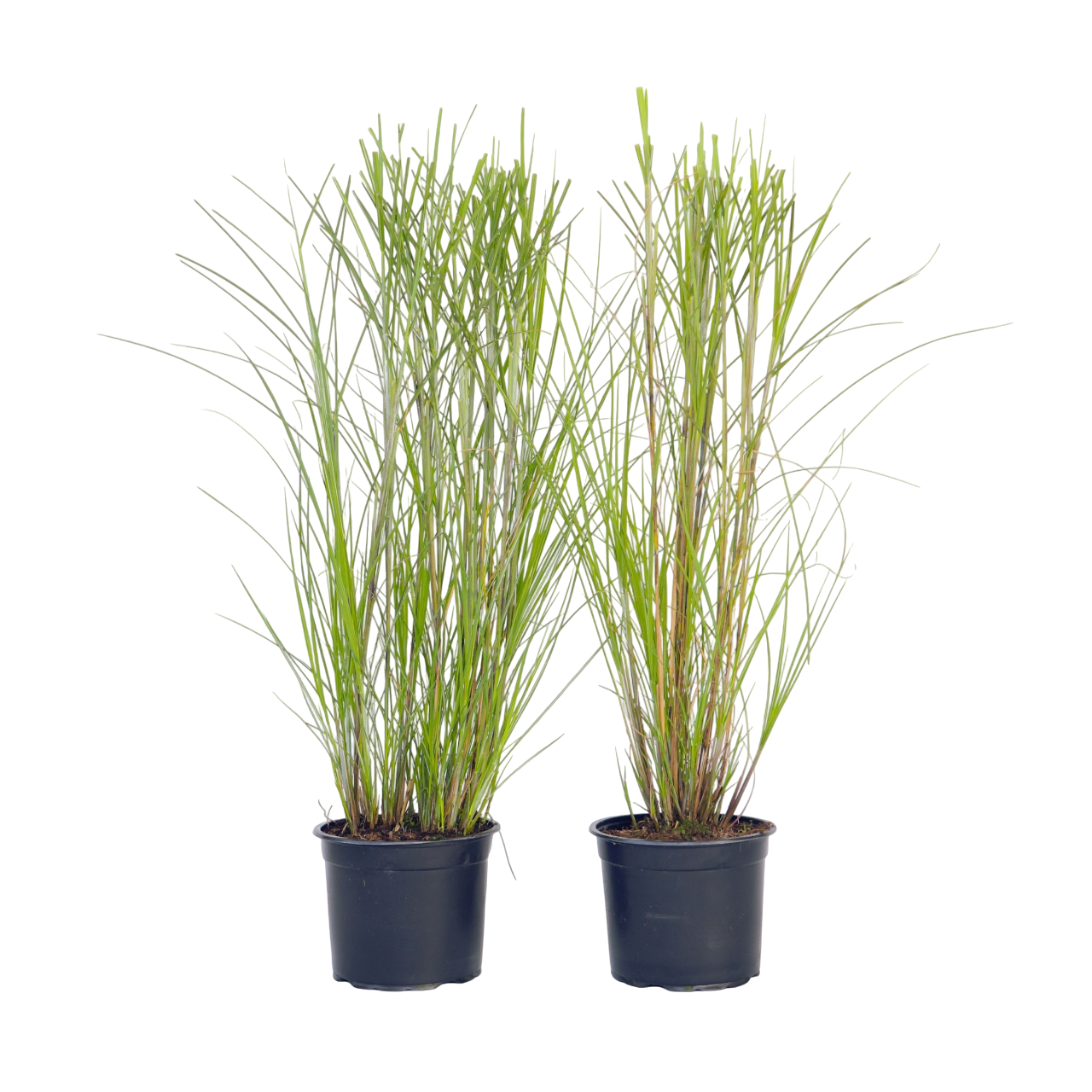Miscanto - 2 Pezzi - Miscanthus sinensis 'Gracillimus' - Altezza 40-60cm - ⌀23cm