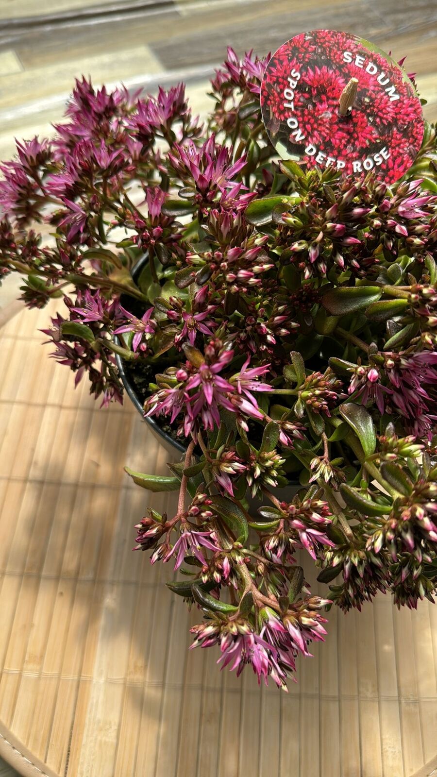 Sedum 'spot on deep rose', vaso 15cm foto reali