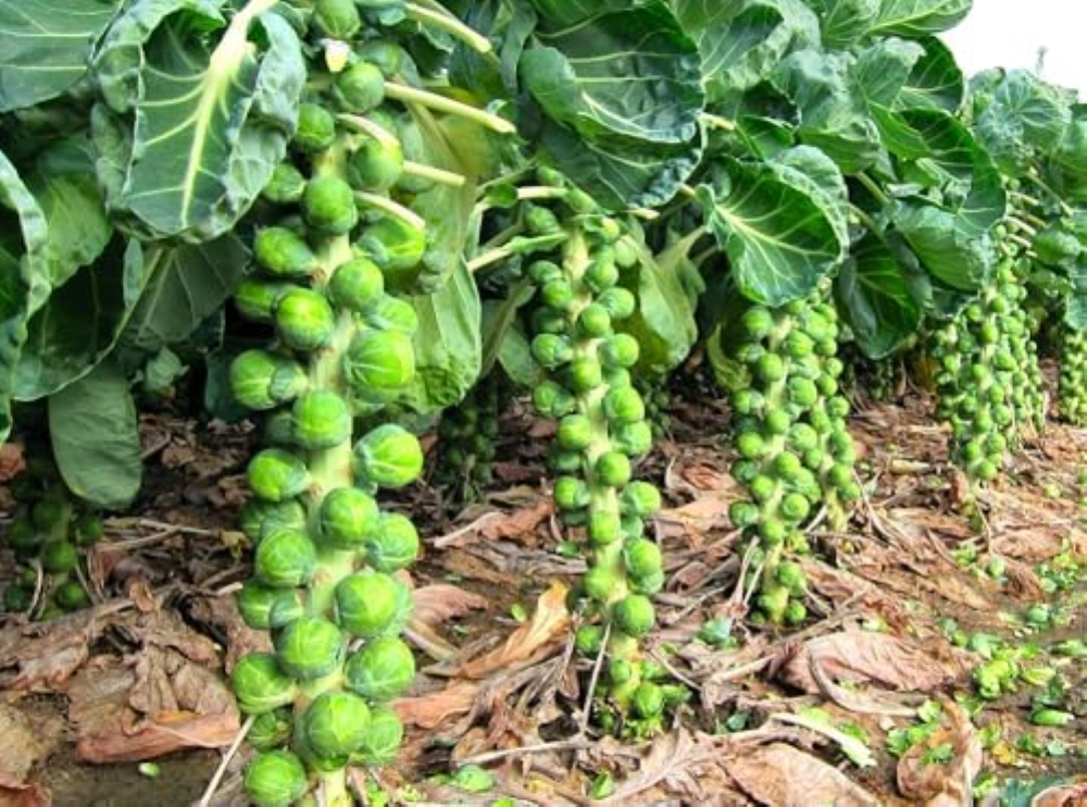 Brussel Sprouts, Long Island Improved Seeds, Organic, NON-GMO, 25+ seeds Vegetab
