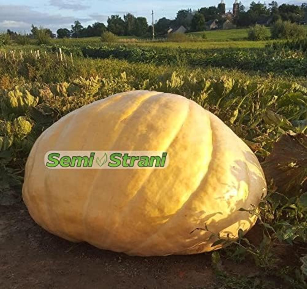 03 Semi di ZUCCA GIGANTE ATLANTIC GIANT la PIU' GRANDE DEL MONDO con Genetica da