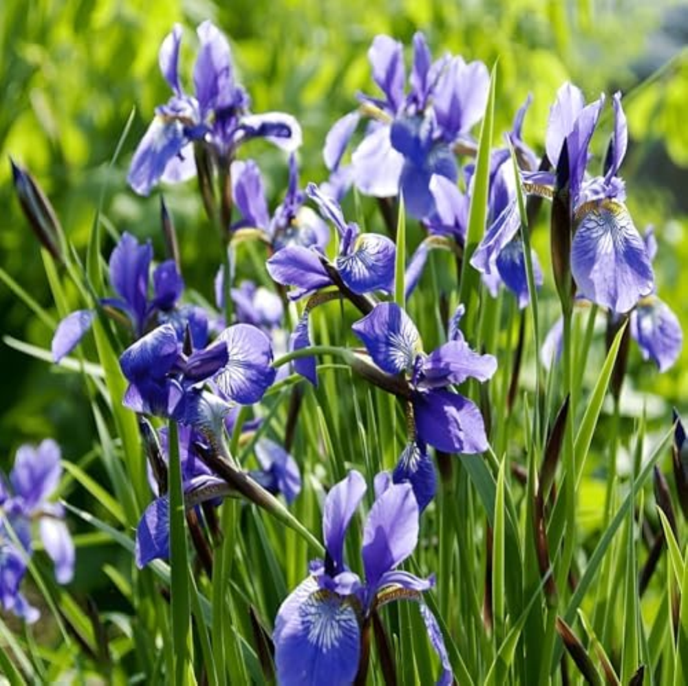 45 seeds, Blue Iris Flower Bloom Spring, Perennial Flower Gardening Seeds Outdoo