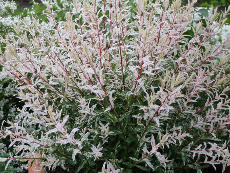1 PIANTA SALIX SALICE FLAMINGO VASO 18CM