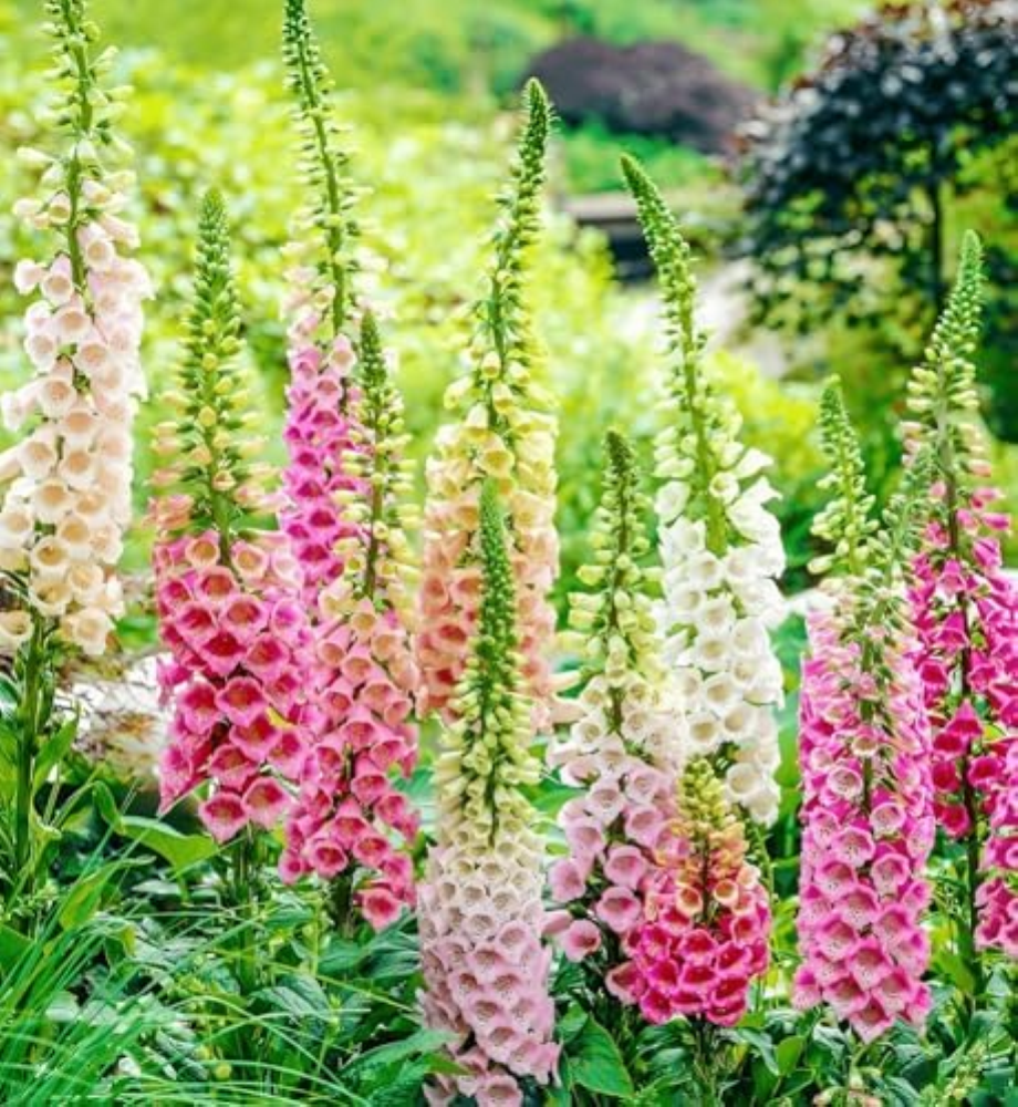 2800 Seeds, Foxglove Flower Seeds Fence Boundary Flower Plants Seeds Outdoor Hom