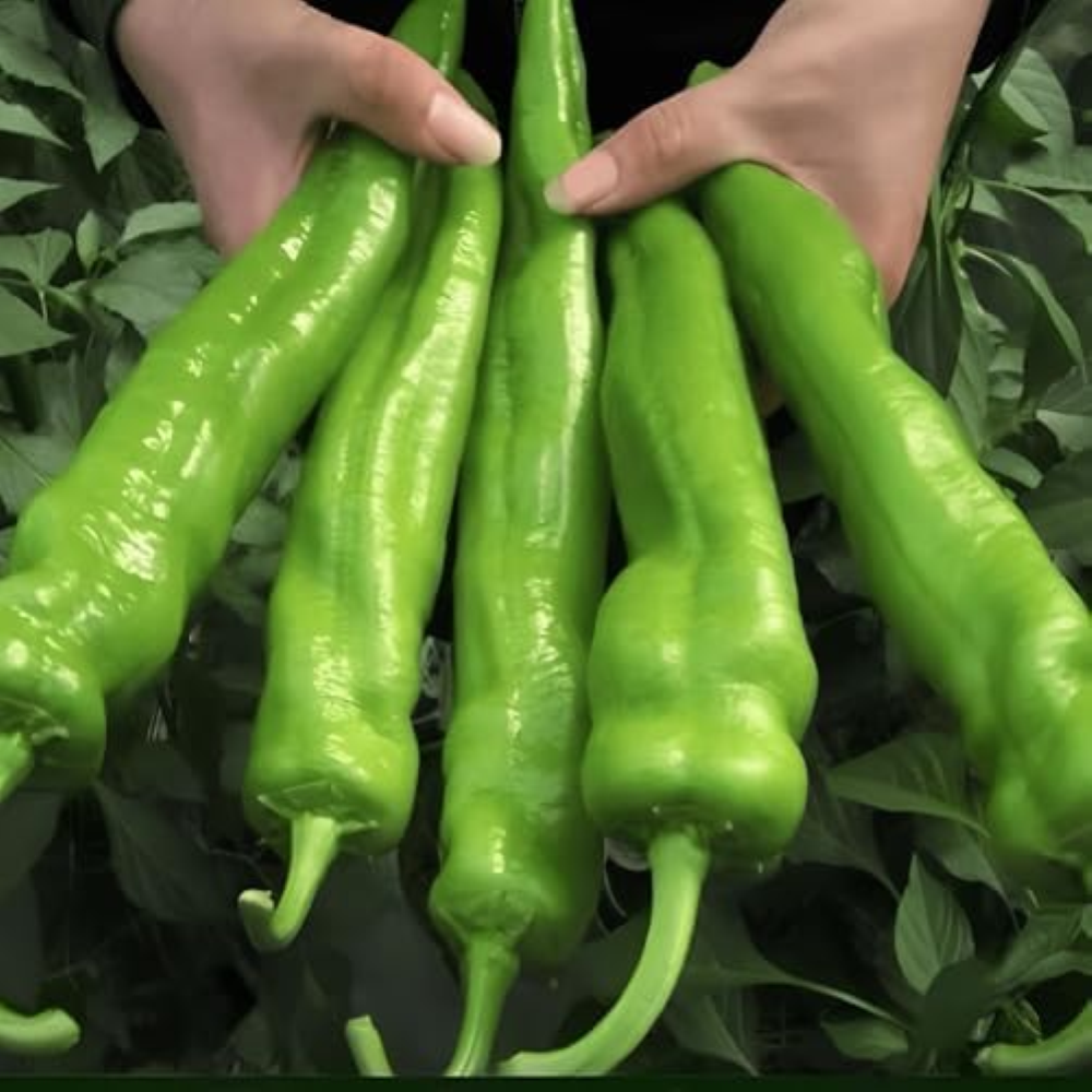 70 seeds, Big Jim Chili Pepper Seeds Vegetable Garden Seeds Seeds