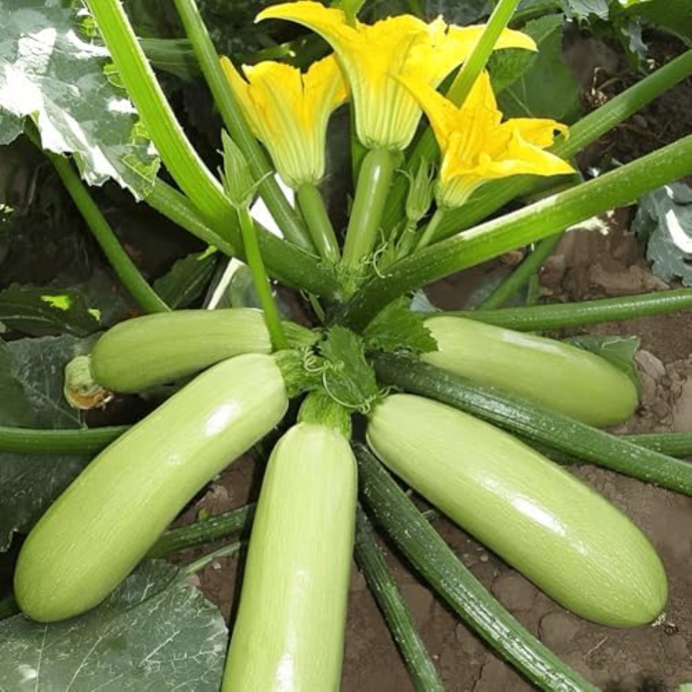 30 seeds, Summer Squash Green Zucchine, Vegetable Gardening Seeds Seeds