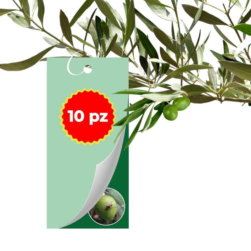 Trappola Adesiva Cromotropica Cattura Insetti Mosca Olivo Bactrocera oleae 10 Pz