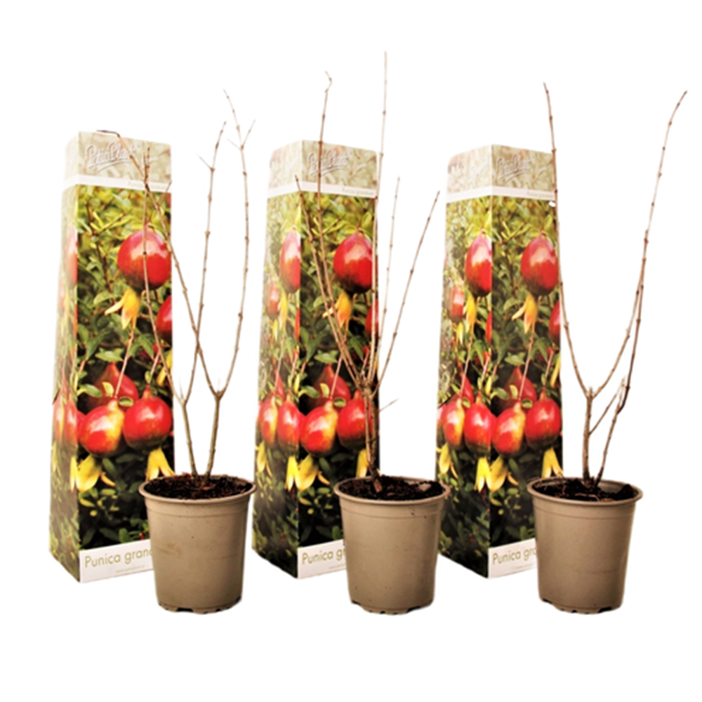 Melograno - 3 Pezzi - Punica granatum - Altezza 25-40cm - ⌀9cm